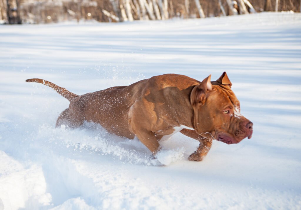 tk kennel pitbull